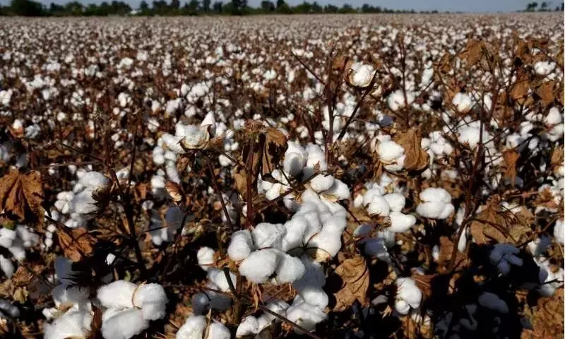 El Potasio: Un Elemento Crucial para la Productividad y Calidad del Algodón