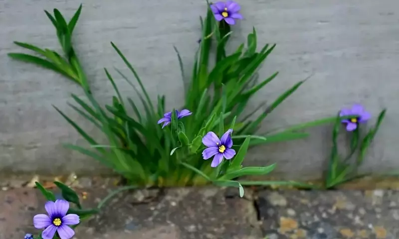 Descubre el Encanto de las Plantas que se Autosiembran y Florecen Año Tras Año
