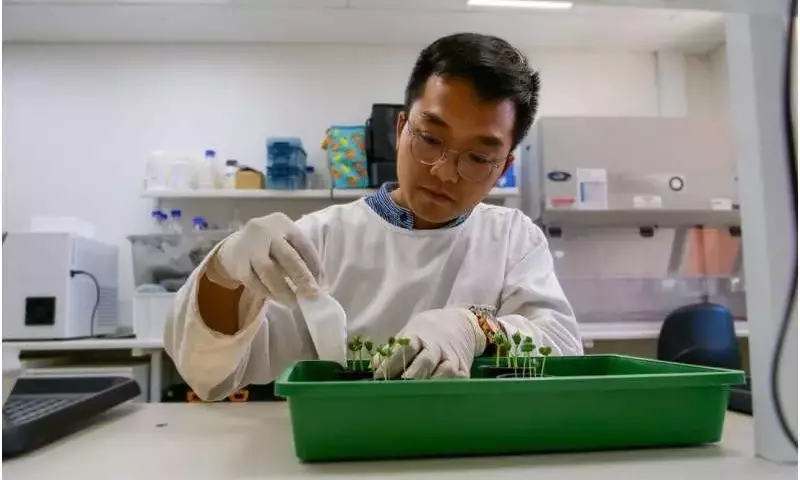 Suelos con Poder Antifúngico Natural: Clave para Cultivos Australianos