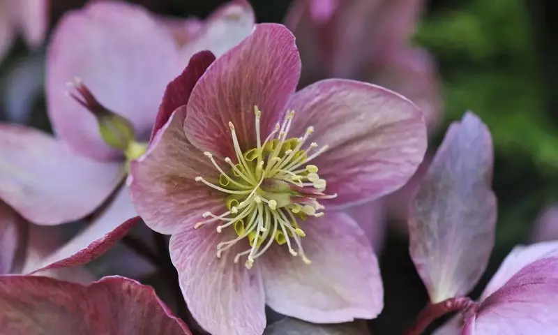 Helleborus: La Elegancia Invernal en tu Jardín