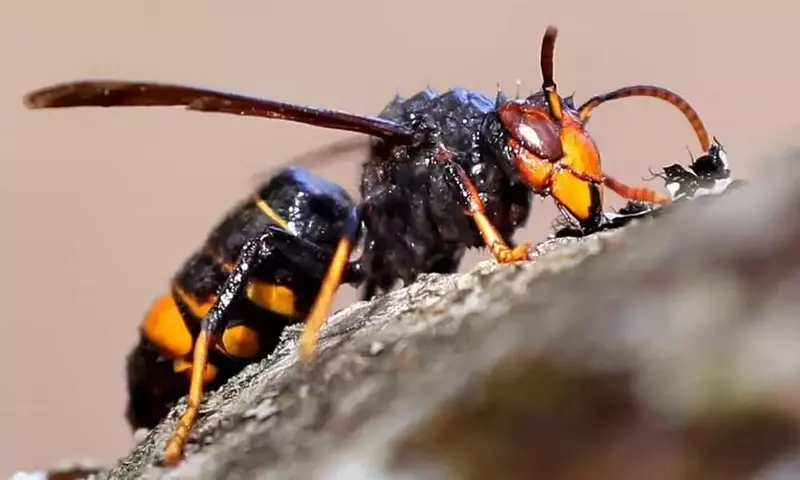 La Vespa Velutina: Una Amenaza Creciente para la Apicultura y la Biodiversidad en Alemania