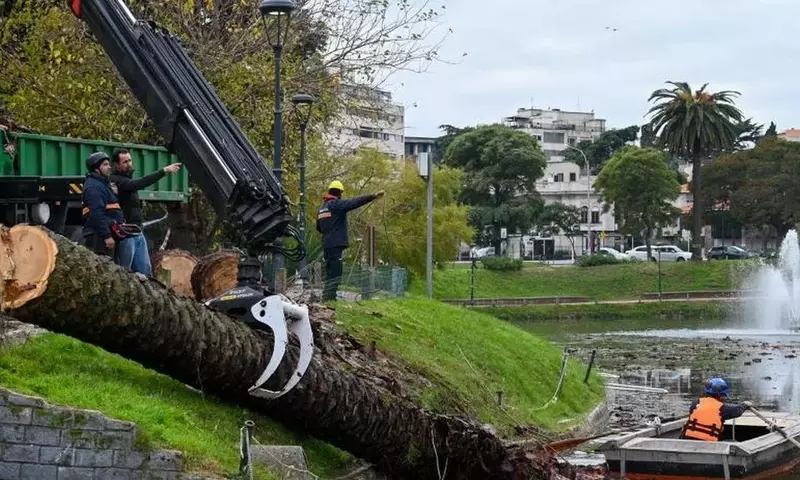 Erradicación de palmeras en el Parque Rodó ante la plaga del picudo rojo