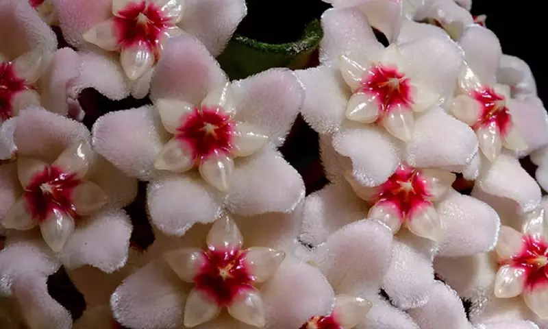 La fascinante Hoya Carnosa: Una guía completa para su cuidado y deleite