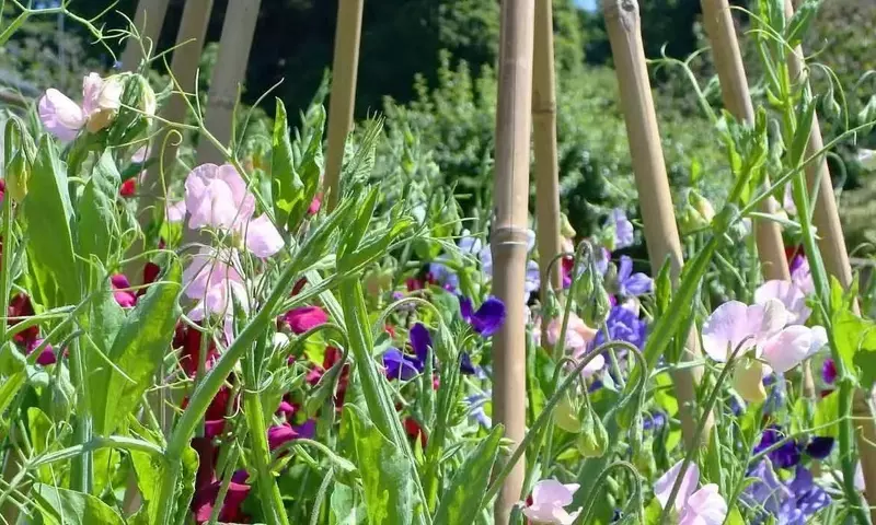 Guía Completa para el Cultivo de Lathyrus odoratus: Secretos para un Jardín Aromático