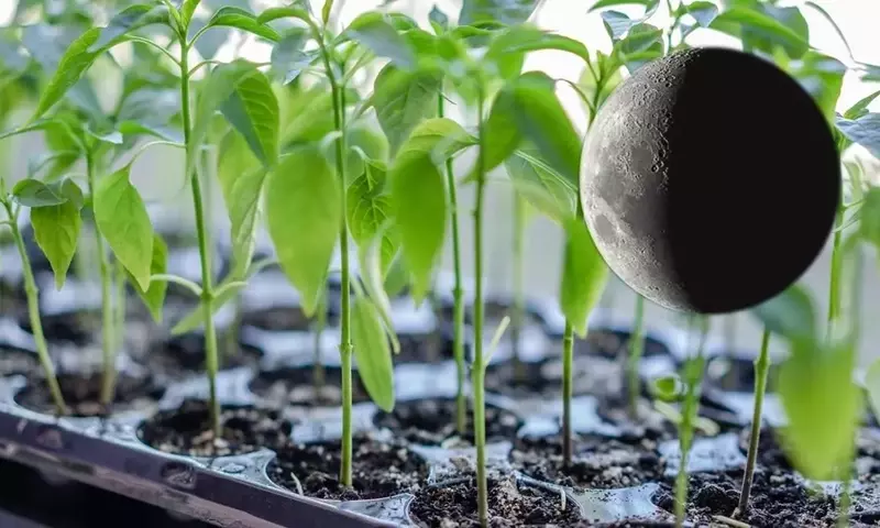 Guía Completa para la Siembra Lunar: Optimizando tu Huerto Paso a Paso