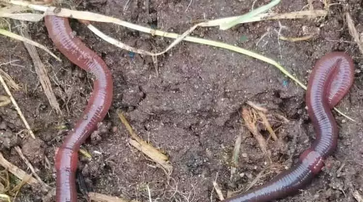 La revolución subterránea: Cómo un agricultor alemán abandona el arado por la vida del suelo