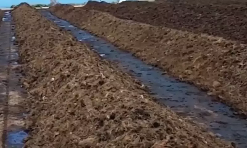 Agrocompostaje: La Sinergia Sostenible entre el Campo y la Ciudad