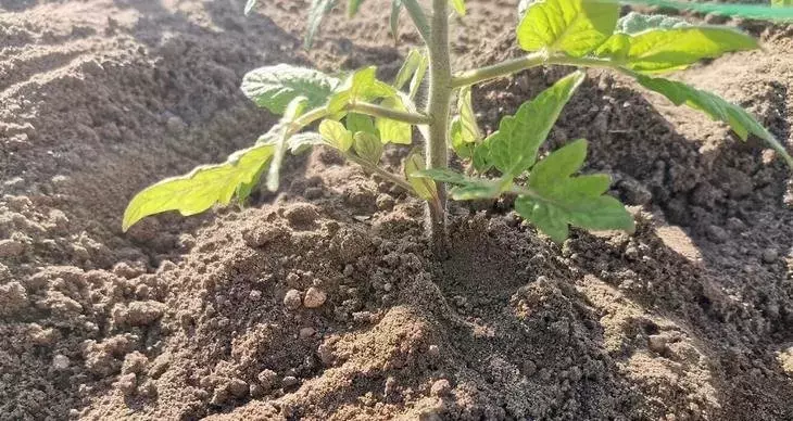 Mejores Prácticas para el Riego de Tomates: Claves para una Cosecha Saludable