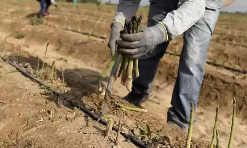 Perú Evalúa la Permanencia de Tres Pesticidas Cruciales en el Sector Agrícola