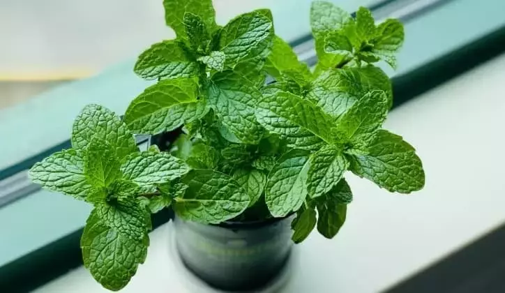 Plantas Aromáticas: Aliadas Naturales contra Roedores en Jardines