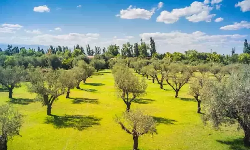 Innovación en el Cultivo de Olivos: Menos Agua, Misma Calidad en Argentina