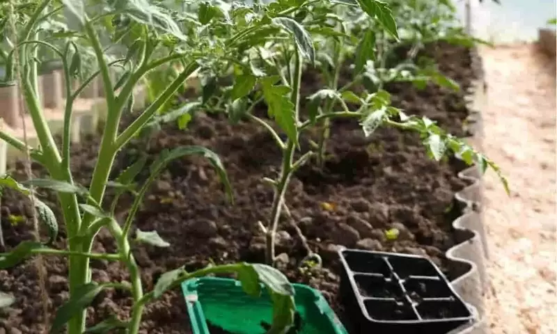 Mejora el Cultivo de Tomates con Plantas Compañeras Estratégicas