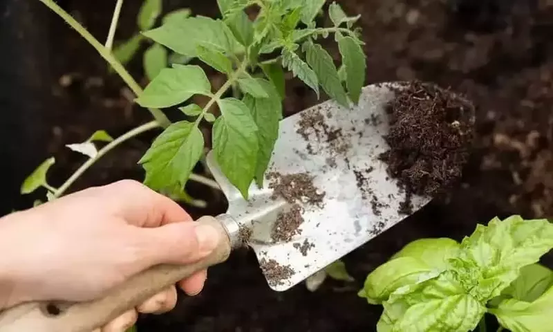 Simbiosis en el huerto: Tomate y albahaca, una unión perfecta