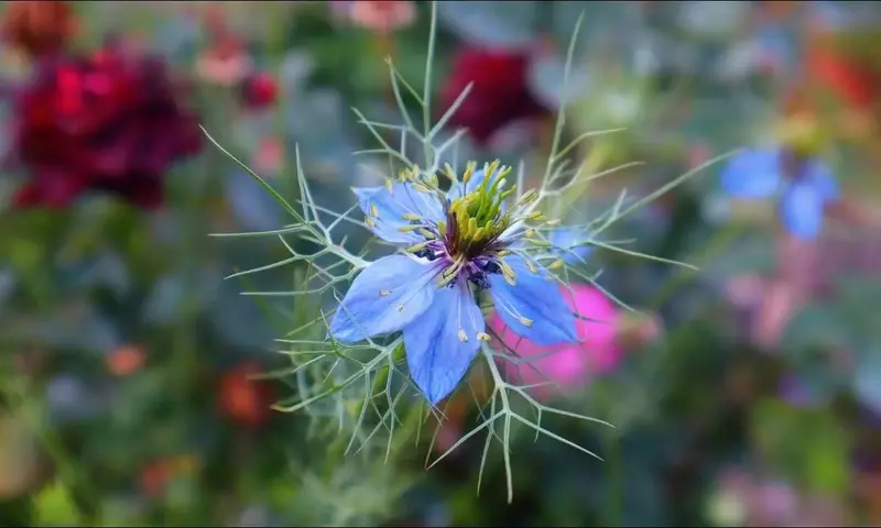 Descubre la Fascinante Nigella Damascena: Belleza, Cultivo y Utilidades