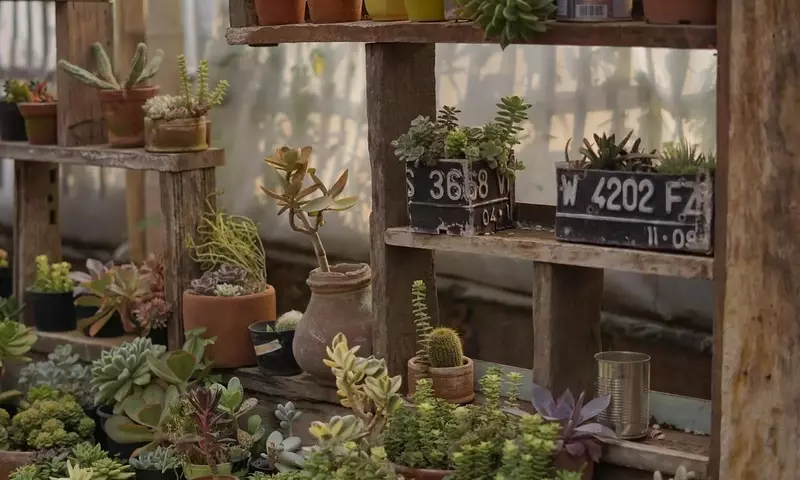 Salva Tu Planta: Guía Completa Contra la Pudrición de Raíces