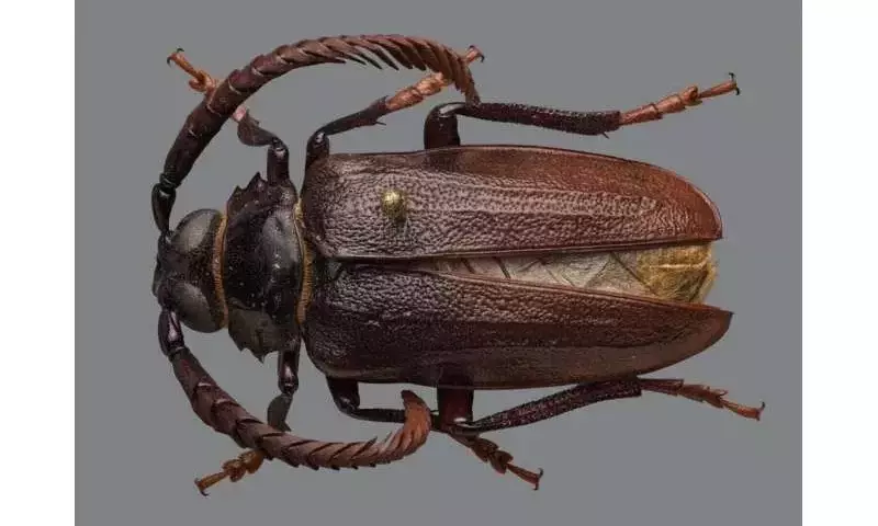 Descubrimiento: La plaga 'Prionus imbricornus' azota los cultivos de arándanos en Carolina del Norte