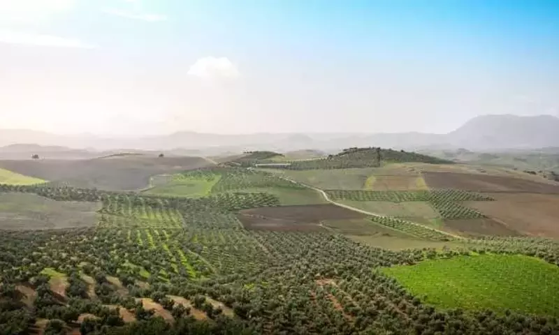 Andalucía Lidera la Revolución Ecológica en la Agricultura Española