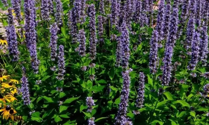 Descubre la Fascinante Agastache: Belleza Aromática y Resistencia en tu Jardín