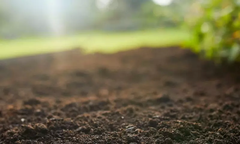 La Fascinante Danza Cromática de las Plantas: Una Maravilla Botánica