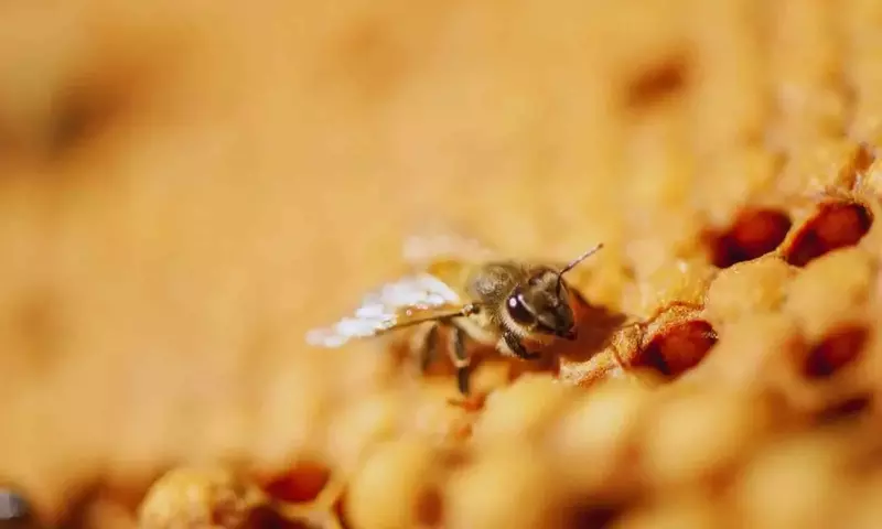 Las Abejas Silvestres como Indicadores de Salud Ecológica Urbana