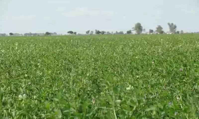 Impulso Exportador: La Alfalfa Argentina Conquista Nuevos Mercados