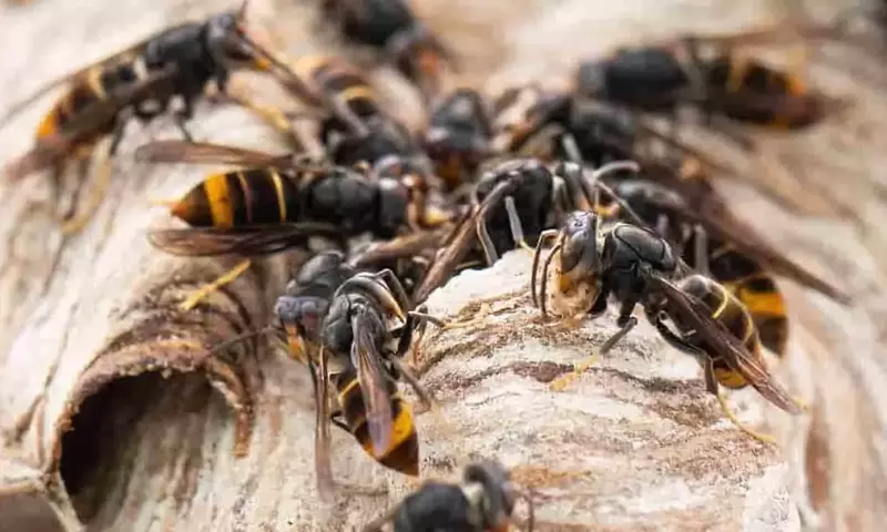 La amenaza de la avispa asiática a la apicultura y el ecosistema en Europa
