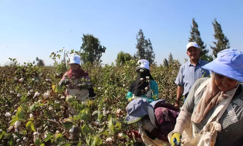 Egyptian Cotton: Weaving a Future of Traceability and Sustainability