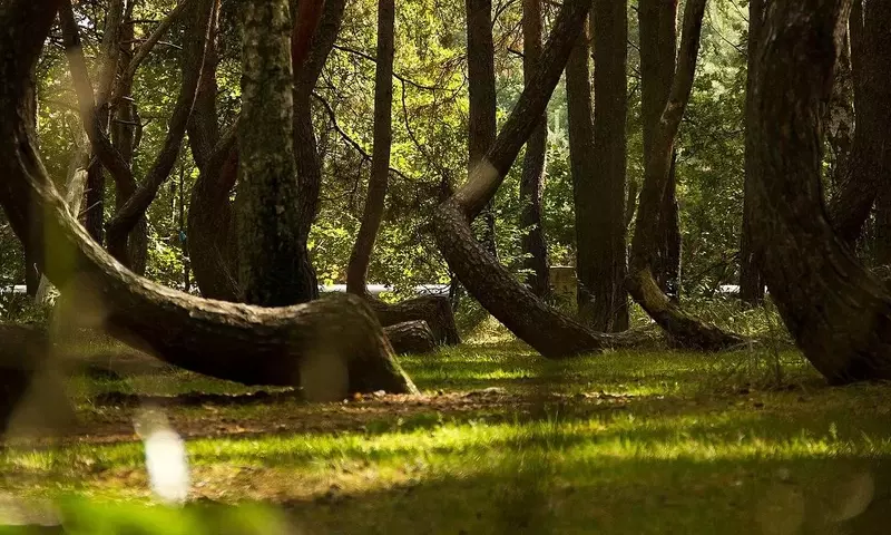 El Misterioso Bosque Curvo de Polonia: Un Enigma Vegetal