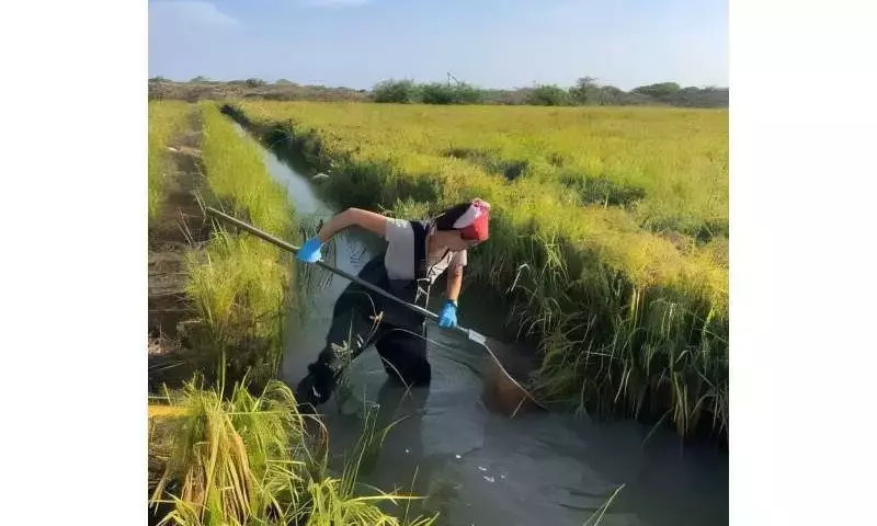 Innovación Agrícola: Peces en Arrozales Combaten Enfermedades y Mejoran Cosechas en Senegal