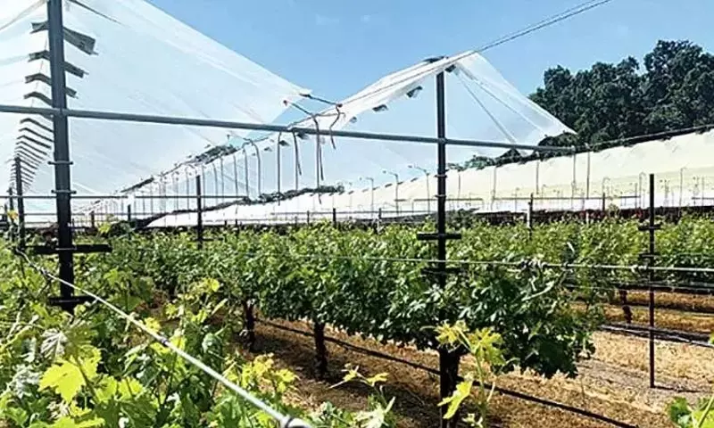 Estrategias de Adaptación en Viñedos ante el Cambio Climático