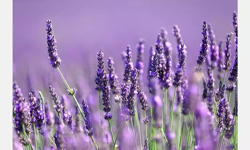Revitalización del Campo Europeo: La Lavanda Fina como Motor Económico y Sostenible