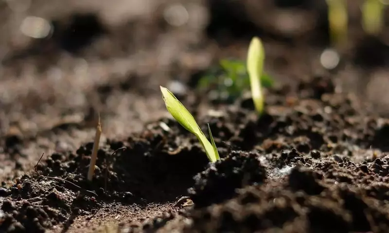 Legislación Española sobre Sustratos de Cultivo: Guía Integral