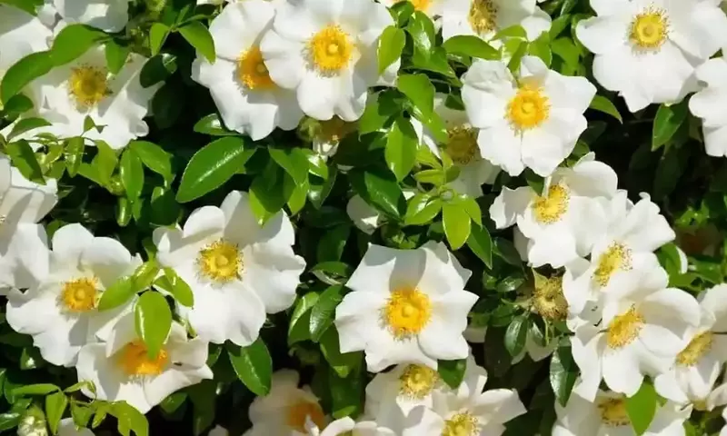 Secretos para el cuidado de la gardenia: Evita la caída de sus botones florales
