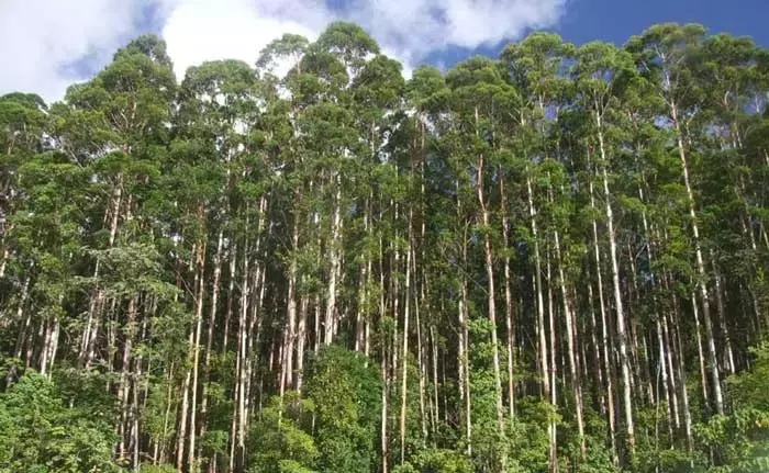 Descubriendo el Eucalyptus grandis: Un Árbol Multifacético