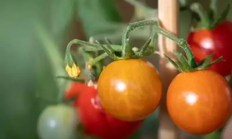 El Secreto del Sabor del Tomate: Una Pizca de Sal en el Riego