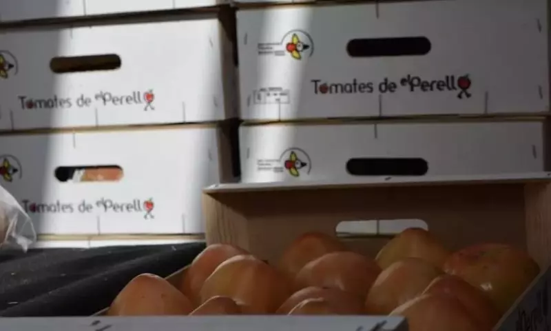 La Feria del Tomate de El Perelló: Una Celebración de Tradición y Sabor