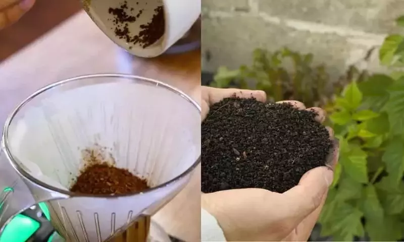 Cómo el Café Usado Transforma tu Jardín: Una Guía Práctica contra el Musgo