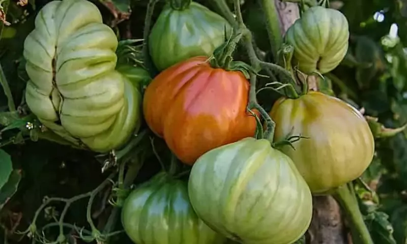 Guía Completa para el Cultivo Exitoso del Tomate Corazón de Buey