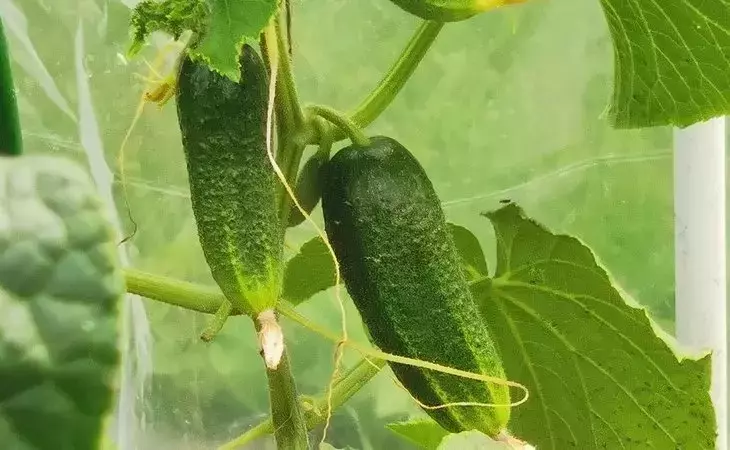 Potenciando el Cultivo de Pepinos en Casa: La Leche como Aliado Natural