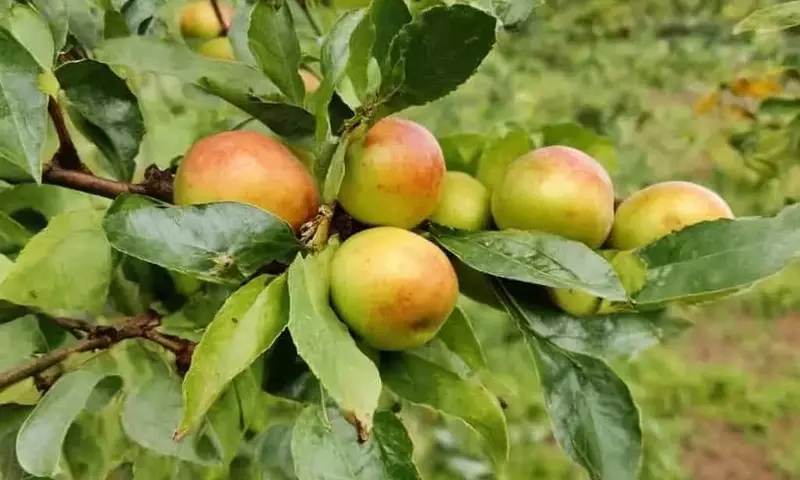 Cultivo de Frutales en Maceta: Guía Esencial para Balcones y Terrazas Urbanas