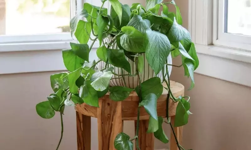Guía Completa para el Cuidado del Pothos: La Planta Perfecta para Novatos
