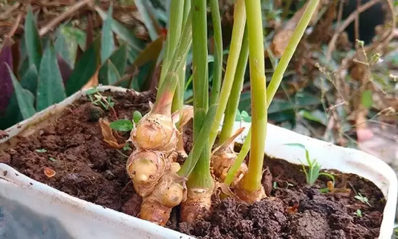 Guía Completa para el Cultivo de Jengibre en Casa