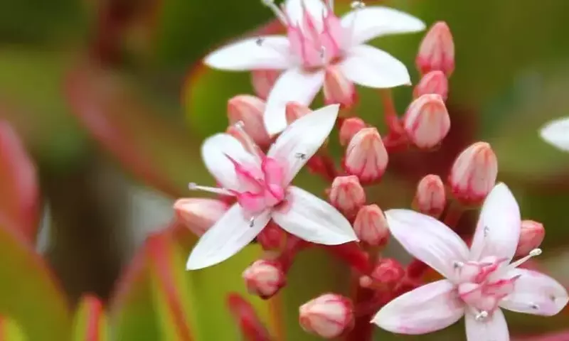 La intrincada comunicación de las plantas: un universo sensorial