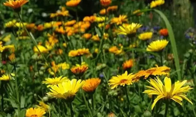 Flores aliadas: Protección natural para tu huerto