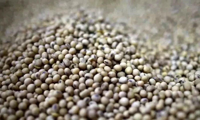 Argentina Refuerza el Control sobre Variedades de Semillas para Impulsar la Innovación Agrícola