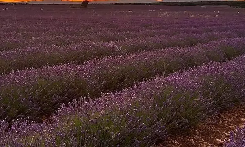 Brihuega: Un Espectáculo Violeta de Lavanda y Cultura