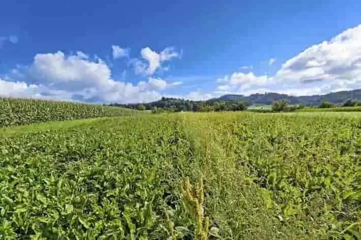 Arado vs. Siembra Directa: Tres Décadas de Investigación Agrícola en Suiza