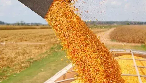 Revolución Genética en el Maíz: Elevando la Proteína sin Sacrificar el Rendimiento