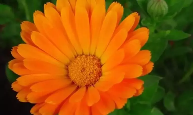 Descubriendo el Osteospermum Ecklonis: La Resplandeciente Margarita del Cabo
