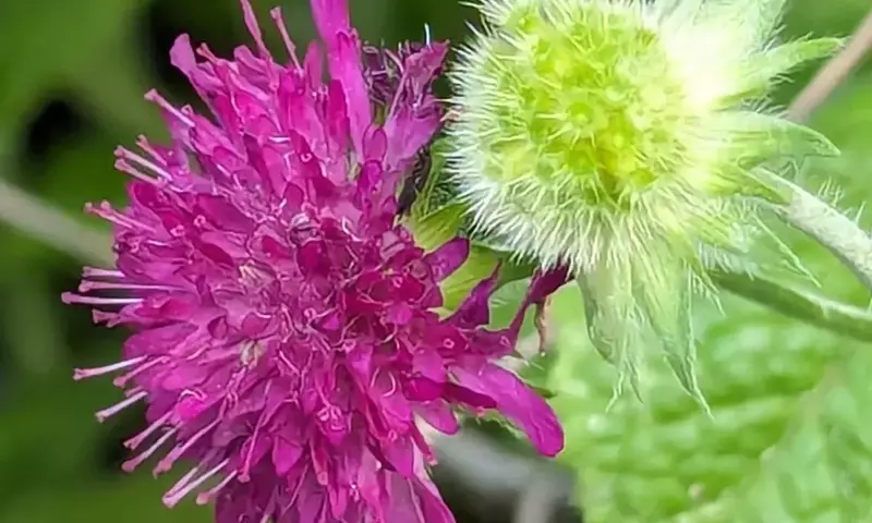 Descubriendo la Scabiosa: La Flor Olvidada que Transforma tu Jardín en un Santuario de Mariposas
